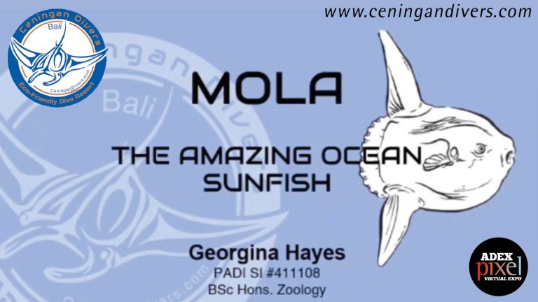 MOLA Workshop – The Amazing Ocean Sunfish