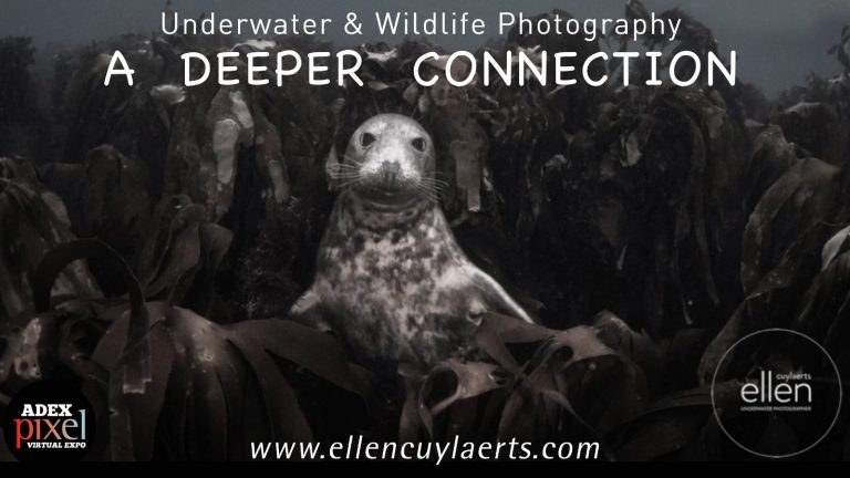 Underwater & Wildlife Photography – A Deeper Connection