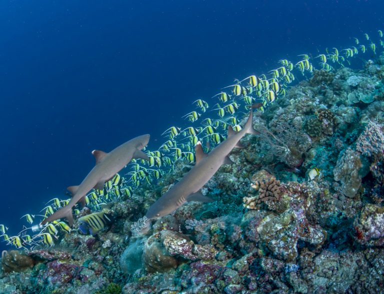 The Untouchable Beauty of Palau