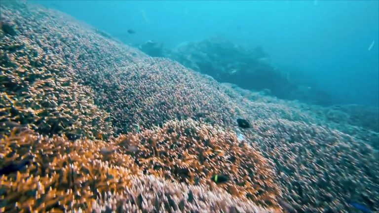 Diving in Indonesia