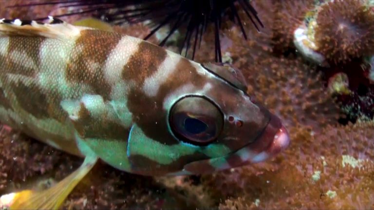 Diving in Malaysia