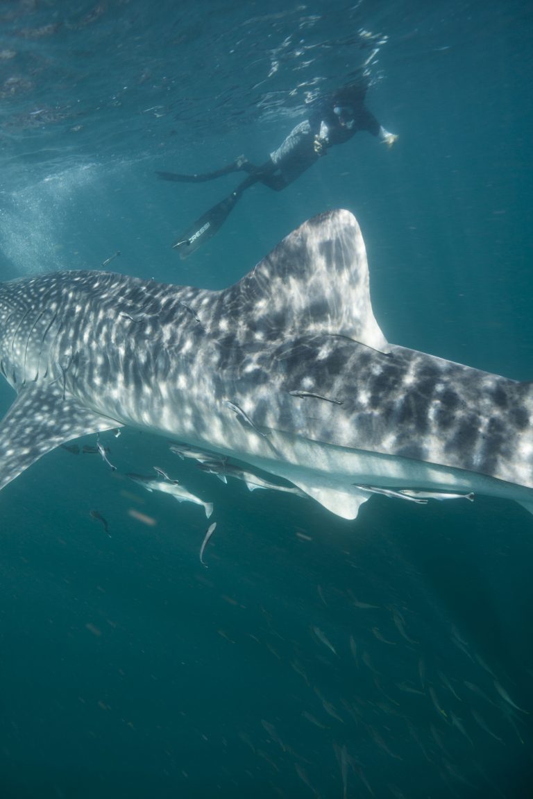 Students make the most of MCO by building whale shark database