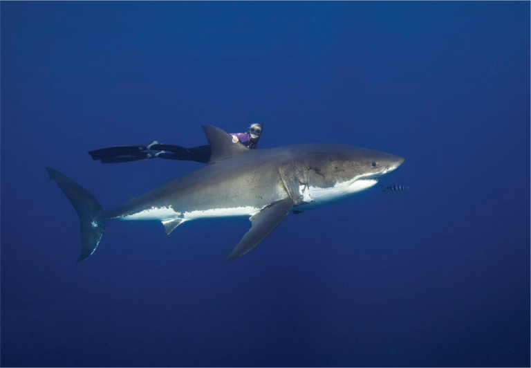 The Great Whites of Isla Guadalupe