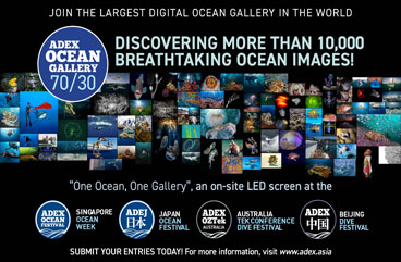 OCEAN GALLERY